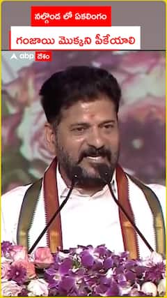 నల్గొండలో ఏకలింగం..తులసి వనంలో గంజాయి మొక్కని మీరే పీకేయాలి