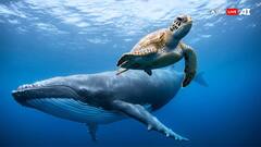 दुनिया में सबसे लंबा जीते हैं ये जीव, उम्र जानकर हैरान हो जाएंगे आप