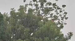 ChotaUdaipur Rain: લાંબા વિરામ બાદ છોટા ઉદેપુરમાં ધોધમાર વરસાદ 