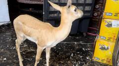 In Pics: नोएडा की हाईराइज सोसाइटी में दिखा जंगली हिरण, यहां तक कैसे पहुंचा? ग्रामीणों ने किया रेस्क्यू