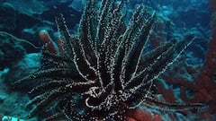 दुनिया में सबसे लंबा जीते हैं ये जीव, उम्र जानकर हैरान हो जाएंगे आप