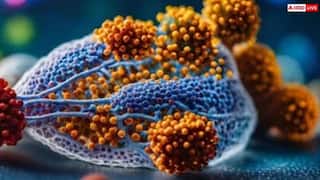 Nipah Virus: કેરલમાં વધુ એક મોતથી હડકંપ, નિપાહ વાયરસનો મંડરાઈ રહ્યો છે ખતરો