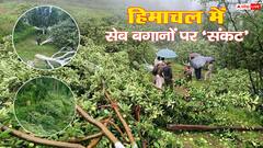 हिमाचल में सेब बागानों पर संकट! वन भूमि से कब्जे हटने पर किसान आक्रोशित