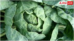 ये 5 फूड खा लिए तो लोहा लाट हो जाएगी किडनी, जानें बॉडी को कितने मिलेंगे फायदे?