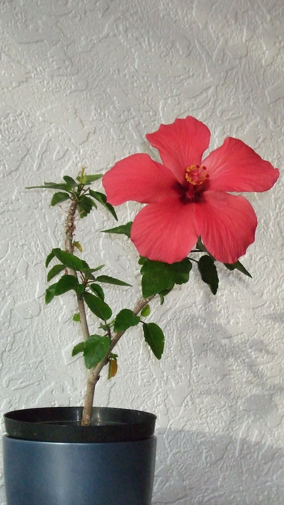 9 Auspicious Plants To Grow At Home This Sawan For Positivity