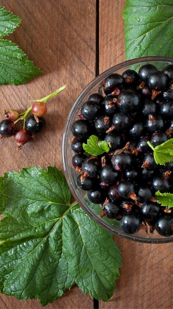 Blackcurrant Day 2025 — Know The Amazing Health Benefits Of This Delicious Berry