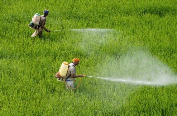 ਝੋਨੇ ਨੂੰ ਬਿਮਾਰੀਆਂ ਤੋਂ ਬਚਾਉਣ ਲਈ ਕਿਹੜੀ ਸਪਰੇਅ ਦਾ ਕੀਤਾ ਜਾਵੇ ਛਿੜਕਾਅ ?