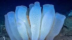 Animals GK: દુનિયામાં સૌથી લાંબુ જીવે છે આ જીવ, ઉંમર જાણીને દંગ રહી જશો તમે