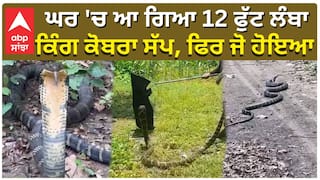 12 ਫੁੱਟ ਲੰਬੇ ਕਿੰਗ ਕੋਬਰਾ ਸੱਪ ਨੇ ਮਚਾਇਆ ਹੜਕੰਪ, ਪਰਿਵਾਰ ਦੇ ਸਾਹ ਸੁੱਕੇ