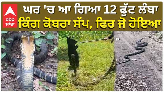 12 ਫੁੱਟ ਲੰਬੇ ਕਿੰਗ ਕੋਬਰਾ ਸੱਪ ਨੇ ਮਚਾਇਆ ਹੜਕੰਪ, ਪਰਿਵਾਰ ਦੇ ਸਾਹ ਸੁੱਕੇ