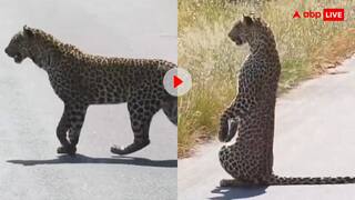 दो पैरों पर खड़ा तेंदुआ! कैमरे में कैद हुआ जंगल का चमत्कार, वीडियो देख नहीं आएगा यकीन