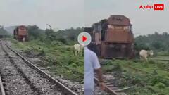 तेज रफ्तार ट्रेन के आगे अचानक आ गई गाय, फिर जो हुआ हुआ...