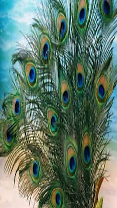 ઘરમાં સુખ-સમૃદ્ધિ લાવવા મોરપંખ કઈ દિશામાં રાખવું?