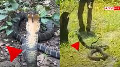 Video: घर में घुसा किंग कोबरा...मचा हड़कंप रेस्क्यू करने में छूटे वन कर्मियों के पसीने, देखें वीडियो