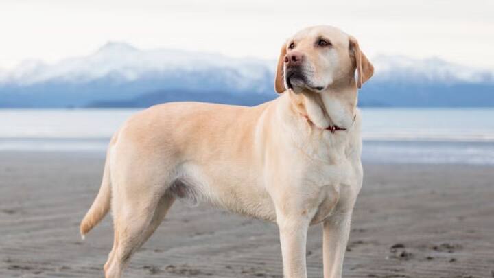 लेकिन कुत्ता पालना अब पहले की तरह आसान नहीं रहा है.भारत में अब कुत्ते पालने के लिए भी कई नियम बन चुके हैं. खासकर शहरों में पेट पालने को लेकर लोकल अथॉरिटीज की गाइडलाइंस लागू हैं. कई मामलों में लाइसेंस लेना जरूरी हो जाता है.