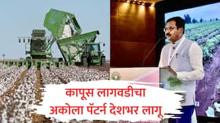राजकारणानंतर आता कृषी क्षेत्रातही गाजणार 'अकोला पॅटर्न', सघन कापूस लागवड क्रांती आता देशभर लागू होणार