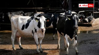 Non veg  milk: నాన్ వెజ్ మిల్క్ - ఈ పేరు ఎప్పుడైనా విన్నారా ? అమెరికాతో ట్రేడ్ డీల్‌లో ఇదే కీలకం !