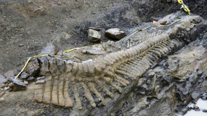 4. Sauropod: Fossil bone fragments of sauropod dinosaurs, the massive, long-necked plant-eaters, were discovered in India. They were unearthed by researchers from the Geological Survey of India (GSI) in West Khasi Hills district, Meghalaya. Experts estimate the bones to be over 100 million years old, making it one of the rare dinosaur fossil discoveries from India’s Northeast region. (Image Source: Twitter/@editorneindia)