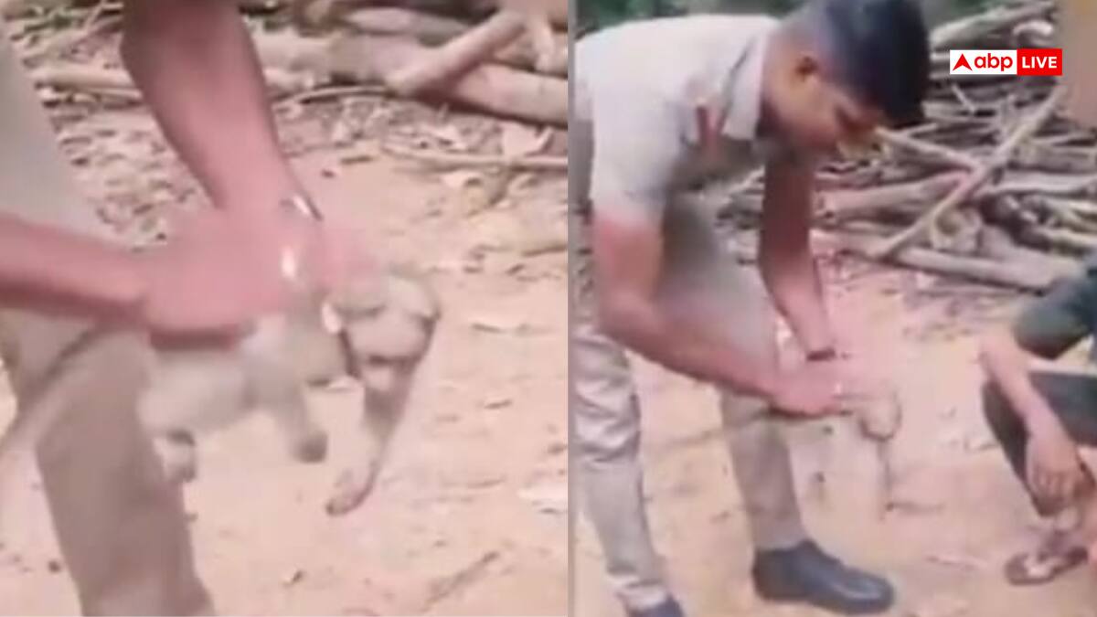 Video: करंट से बेहोश हुआ बंदर, वन अधिकारी ने CPR देकर बचाई जान, भावुक कर देगा वीडियो