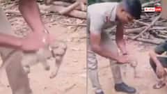 Video: करंट से बेहोश हुआ बंदर, वन अधिकारी ने CPR देकर बचाई जान, भावुक कर देगा वीडियो