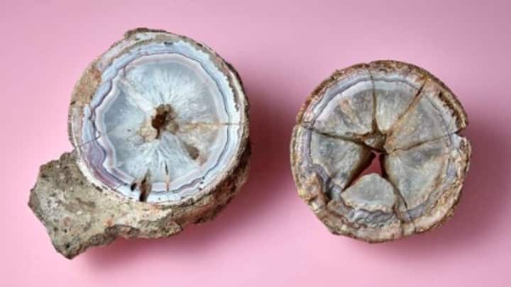 5. Charles Fraser’s Dinosaur Egg Discovery: British officer Charles Fraser made a discovery in Central India in 1817. While exploring the region, Fraser came across a fossilised egg, not realising its monumental significance. What makes this discovery extraordinary is that Fraser’s find predates the official recognition of dinosaurs by over two decades and came nearly 70 years before the famous dinosaur egg nests were unearthed in Mongolia. This places India at the forefront of early dinosaur discoveries and highlights how the subcontinent’s fossil beds, particularly those in Madhya Pradesh and Gujarat, are among the richest and most historically significant in the world. (Image Source: Twitter/@aabhinagar)