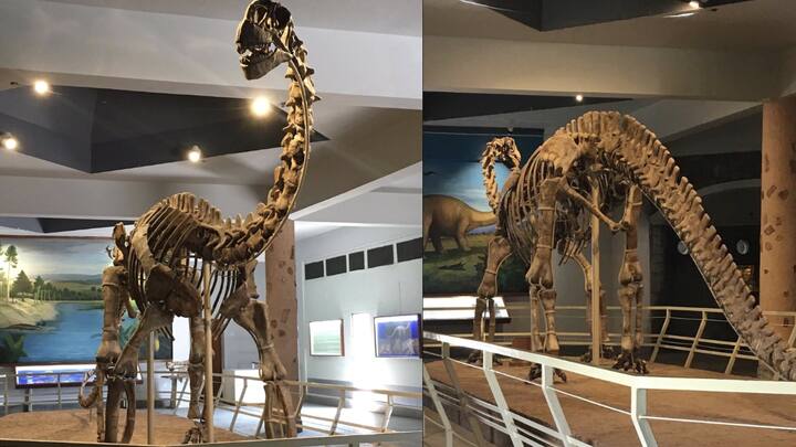 3. Kotasaurus Yamanpalliensis: Discovered in the Kota Formation of Telangana, Kotasaurus yamanpalliensis is one of the oldest known sauropod dinosaurs in India. Dating back to the Early Jurassic period, this dinosaur walked the Indian subcontinent when it was still part of the ancient supercontinent Gondwana. The fossil remains, including limb bones, vertebrae, and pelvic fragments, were uncovered near Yamanpalli village, which gave the dinosaur its name. (Image Source: Twitter/@AdhesionLab)