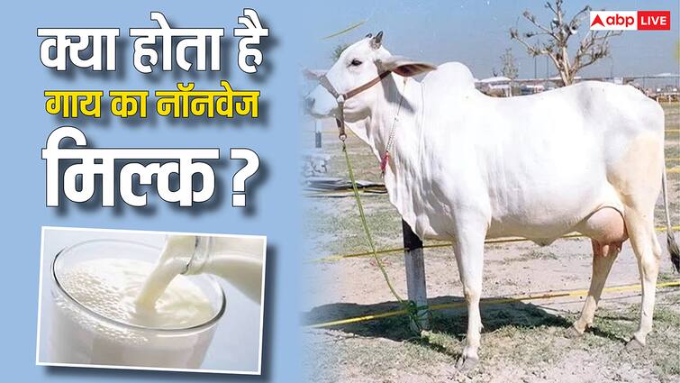 क्या होता है गाय का 'नॉनवेज' दूध? जिसे भारत भेजने की कोशिश कर रहा था अमेरिका What is non vegetarian milk why india says no to milk from meat fed cows from america क्या होता है गाय का 'नॉनवेज' दूध? जिसे भारत भेजने की कोशिश कर रहा था अमेरिका