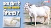 क्या होता है गाय का 'नॉनवेज' दूध? जिसे भारत भेजने की कोशिश कर रहा था अमेरिका