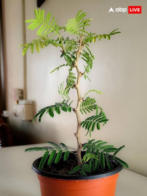 श्रावण महिन्यात शमीचे रोप लावण्याचे धार्मिक फायदे...