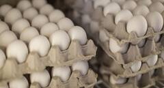 Egg Production: ਪੋਲਟਰੀ ਫਾਰਮ 'ਚੋਂ ਕਮਾਉਣਾ ਚੋਖਾ ਮੁਨਾਫਾ ਤਾਂ ਸਮਝੋ ਕਿਵੇਂ ਵਧਾਇਆ ਜਾਵੇ ਆਂਡਿਆ ਦਾ ਉਤਪਾਦਨ !