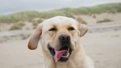 किस ब्रीड के कुत्ते पालने का नहीं लेना होता लाइसेंस, जान लीजिए काम की बात