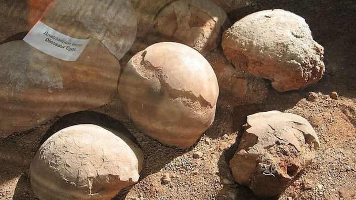 2. Seven Fossilised Eggs Found In Madhya Pradesh: Seven fossilised dinosaur eggs, each weighing an average of 2.6 kilograms, were unearthed in Madhya Pradesh. The eggs are well-preserved and show structural differences compared to previously recorded Indian dinosaur eggs, particularly those found in the Narmada Valley and Gujarat. (Image Source: Twitter/@Mithibaieco)