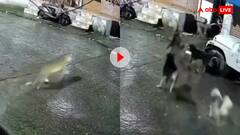 डोगेश गैंग का तेंदुए से हो गया सामना, खतरनाक वीडियो हो रहा वायरल