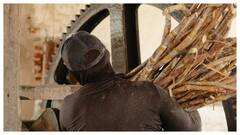 India’s Sugar Mill Revenues Set To Climb 8% In FY26: Report