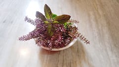 ਸਵੇਰੇ-ਸਵੇਰੇ ਚਬਾ ਲਓ ਇਸ ਪੌਦੇ ਦੀਆਂ 3-4 ਹਰੀਆਂ ਪੱਤੀਆਂ, ਸਰੀਰ 'ਚ ਦਿਖਣਗੇ ਚਮਤਕਾਰੀ ਬਦਲਾਅ