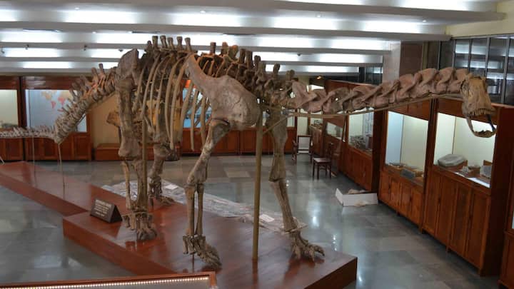 8. Barapasaurus Tagorei: Barapasaurus tagorei roamed the land during the Early Jurassic period. Its name literally means “big-legged lizard”, which refers to its massive limbs that supported its enormous body. What makes this fossil even more special is that it was named in honour of Rabindranath Tagore. Discovered in the Godavari Valley of Andhra Pradesh, Barapasaurus was a herbivorous sauropod with simpler and robust bones. (Image Source: Twitter/@MedhaviGandhi)