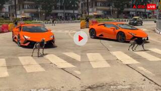 लेम्बोर्गिनी होगी अपने घर की, यहां का राजा मैं हूं! जब सुपरकार के आगे आया डोगेश- वीडियो वायरल