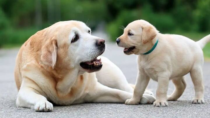 अगर आप देसी ब्रीड्स के अलावा किसी भी और ब्रीड के बारे जानकारी चाहते हैं.तो फिर लोकल नगर निगम से जानकारी ले सकते हैं. वहां आपको स्पष्ट जानकारी मिल जाएगी. किस ब्रीड के लिए लाइसेंस जरूरी है और किस ब्रीड के कुत्ते को आप बिना किसी लाइसेंस के पाल सकते हैं.