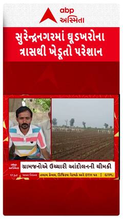 Surendranagar news: સુરેન્દ્રનગરમાં ઘણાંદ ગામના લોકોમાં આક્રોશ, ઘુડખરોથી ખેડૂતોના પાકને નુકસાન
