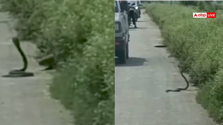 Traffic stopped in UP Auraiya fierce collision between cobra and mongoose video goes viral Watch: ब्लैक कोबरा को खींच ले गया नेवला, जबरदस्त लड़ाई का वीडियो वायरल, ट्रैफिक भी थम गया