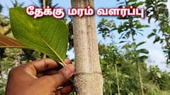 கூடுதல் வருமானம் பெற தேக்கு பயிரிடலாமே... விவசாயிகளுக்கு யோசனை