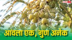 जूस पिएं या चूरन खाएं... किस तरह से ज्यादा फायदा देता है आंवला?
