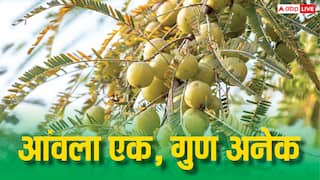 जूस पिएं या चूरन खाएं... किस तरह से ज्यादा फायदा देता है आंवला?