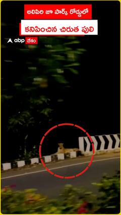 Leopard spotted on Alipiri Zoo Park road