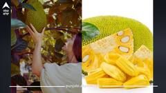 ਔਰਤਾਂ ਨੂੰ ਕਿਉਂ ਖਾਣਾ ਚਾਹੀਦਾ ਕਟਹਲ? ਇਸ ਸੁਪਰਫੂਡ ਦੇ ਹੈਰਾਨ ਕਰਨ ਵਾਲੇ ਫਾਇਦੇ, ਡਾਈਟ 'ਚ ਜ਼ਰੂਰ ਕਰੋ ਸ਼ਾਮਿਲ