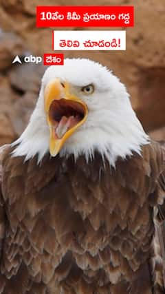 10వేల కిలోమీటర్లు ప్రయాణించిన గద్ద తెలివి తేటలు చూడండి