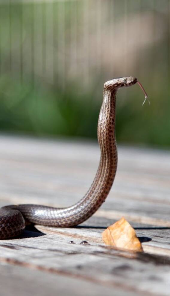 दुनिया के पांच सबसे जहरीले सांप