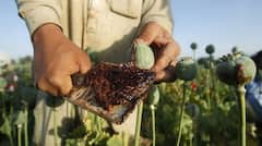 Opium Cultivation: ਅਫੀਮ ਦੀ ਖੇਤੀ ਕਰ ਸਕਦੀ ਕਿਸਾਨਾਂ ਨੂੰ ਮਾਲੋਮਾਲ! ਜਾਣੋ ਕਲੀ ਨਾਗਣੀ ਦਾ ਪੂਰਾ ਹਿਸਾਬ-ਕਿਤਾਬ