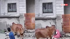 Watch: गाय का जोरदार हमला, नाली में गिरी महिला, उठने भी नहीं दिया, देखें वायरल वीडियो