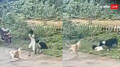 बीच सड़क छोटी बच्ची को अकेला देख कुत्तों ने किया अटैक, नोंचने का वीडियो वायरल